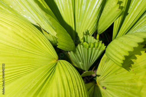 Close-up macro of vibrant green foliage from a fan palm plant