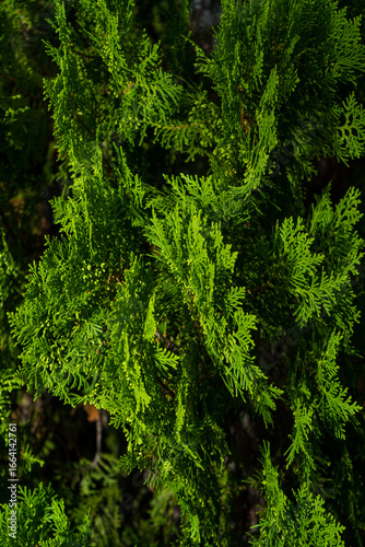 Lush green fern leaves form a vibrant, textured background in a natural forest setting
