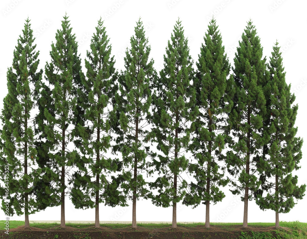 Fototapeta premium Evenly Spaced Row of Tall Evergreen Pines, Minimalist Style, Isolated on White Background