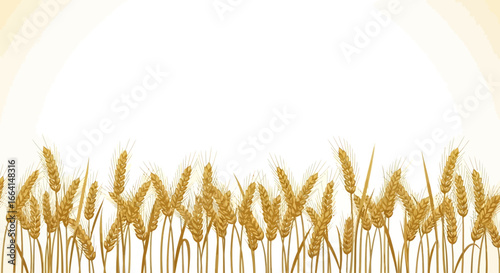 Golden wheat stalks in a horizontal row against a white background.