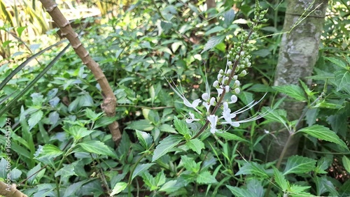 Wallpaper Mural White Flower of Orthosiphon Aristatus Java Tea Plant Macro Photo Blooming in Garden Fresh Petal and Green Leaves Close Up Botanical Nature Photography Torontodigital.ca