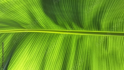 Detailed Green Banana Leaf Macro Texture Nature Jungle Botanical Background for Eco Organic Health and Tropical Concepts