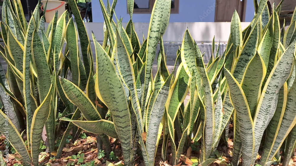 Obraz premium Dracaena trifasciata: Stylish Houseplant for Air Quality and Aesthetic Appeal in Any Living Space