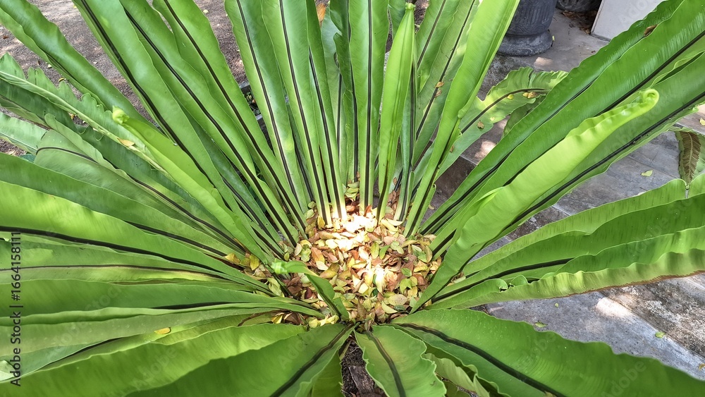 custom made wallpaper toronto digitalGreen Bird's Nest Fern Leaf Closeup Asplenium nidus Long Broad Leaves in Spiral Arrangement with Underside Sorus