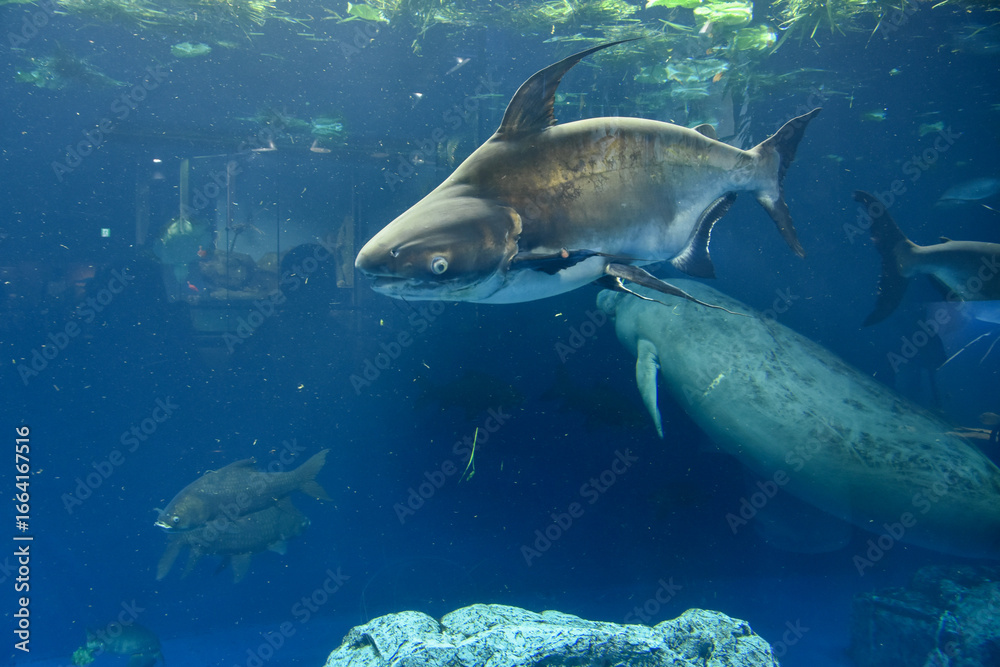 Fototapeta premium 水族館 水槽の中を泳ぐ魚
