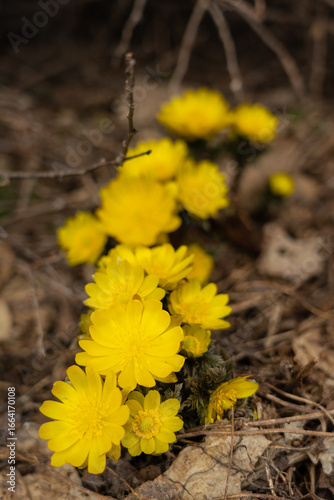 満開の福寿草を背景をぼかしてクローズアップ撮影