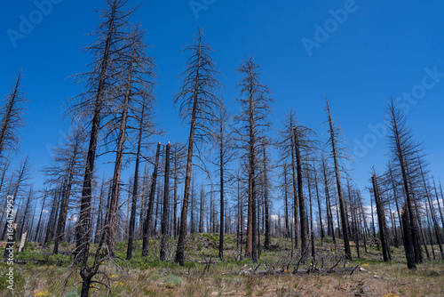 Looking up at Tall Dead Trees in the Aftermath of a Severe Wildfire in Northern California