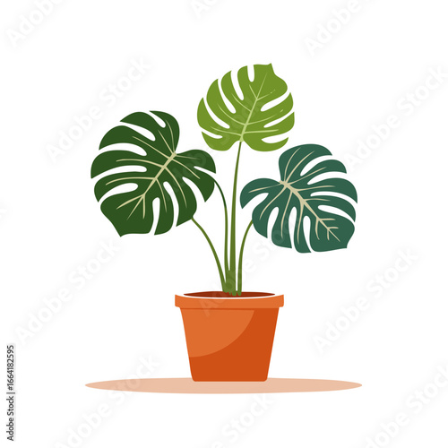 Potted Monstera deliciosa plant with lush green leaves, a trendy houseplant vector illustration for home decor