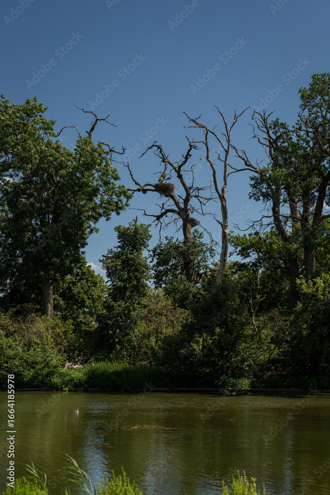Obraz premium A family of storks – white stork on a nest in a distant leafless tree. 