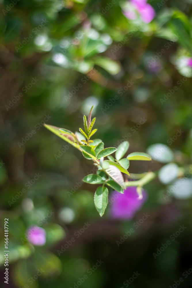 New growth on a plant branch with soft pink flowers blurred New growth on a plant branch with soft pink flowers blurred