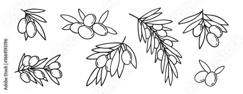  olive branch isolated doodle hand drawn on white background set. Outline drawing olive tree branch for menu, logo, greeting cards