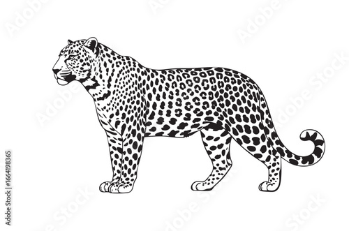 Majestic leopard standing, an elegant vector for wildlife and nature-themed designs.