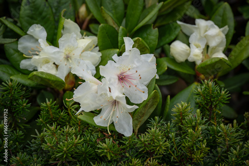 white flowers