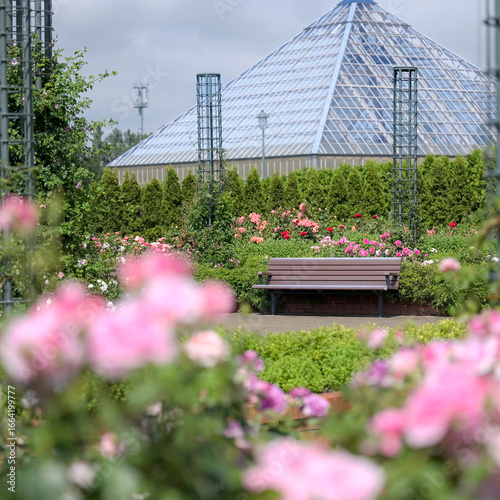 flowers in the garden