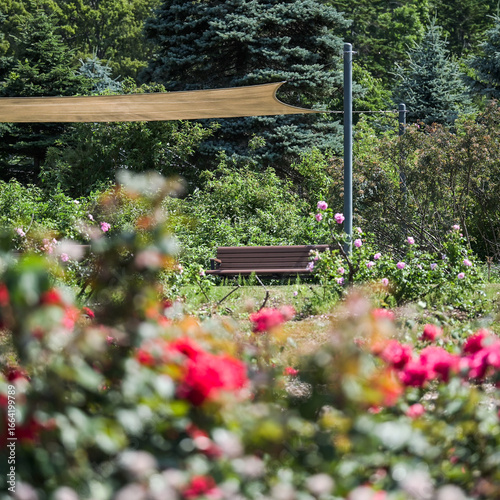 bench in the garden