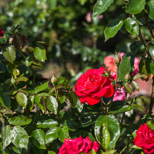 red rose in garden