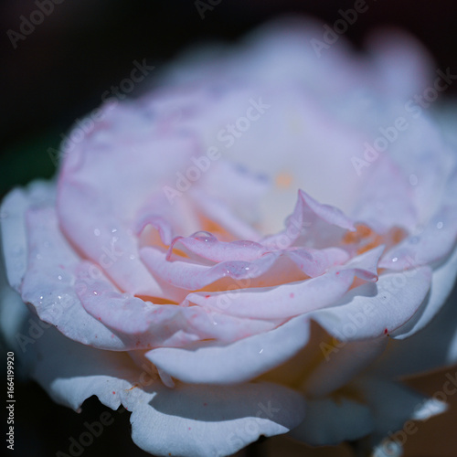 white rose close up