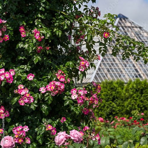 flowers in the rose garden
