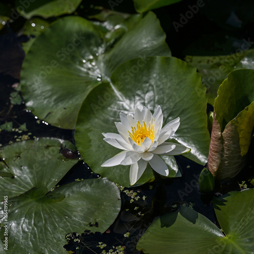 white lotus