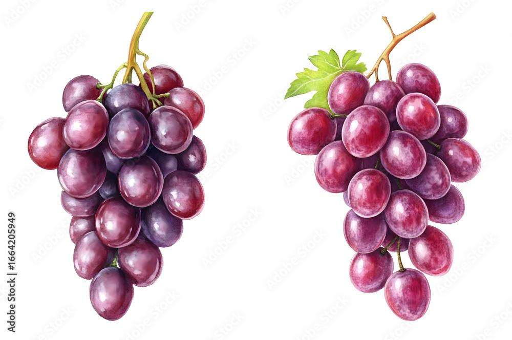 Fototapeta premium purple grape bunch watercolor illustration isolated on transparent background