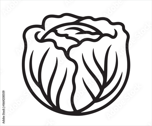 Cabbage Vegetable Illustration with Detailed Leaf Design