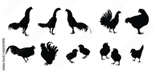 Set of rooster chicken animal silhouettes of various styles