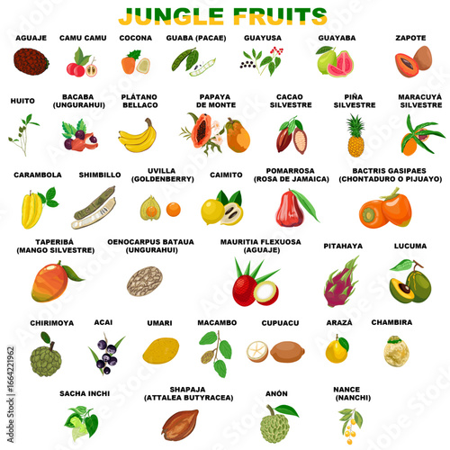 Fruits of the jungle, a vector set of all the natural treats of the Amazon.