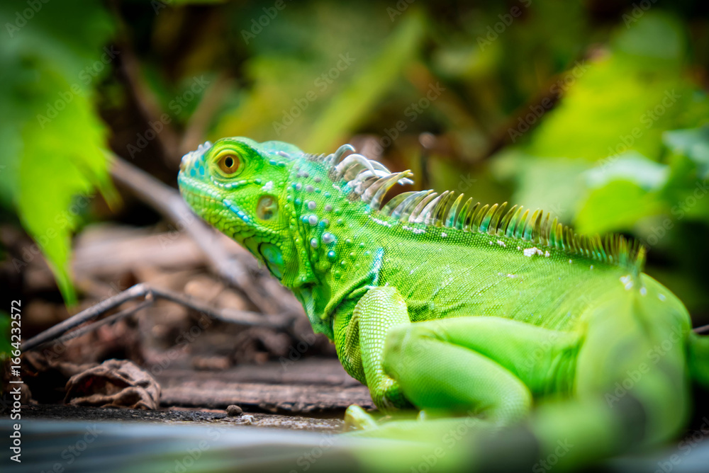 Fototapeta premium green lizard on a tree