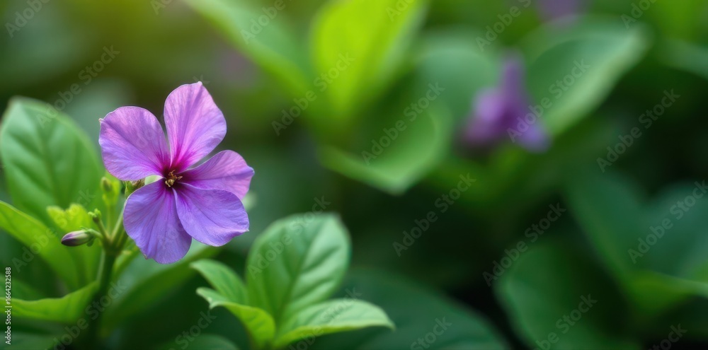 Fototapeta premium Single purple vinca flower, lush green foliage backdrop, image, garden, periwinkle