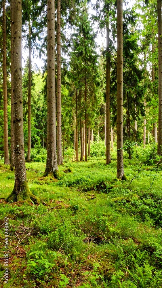 Fototapeta premium Lush green forest floor