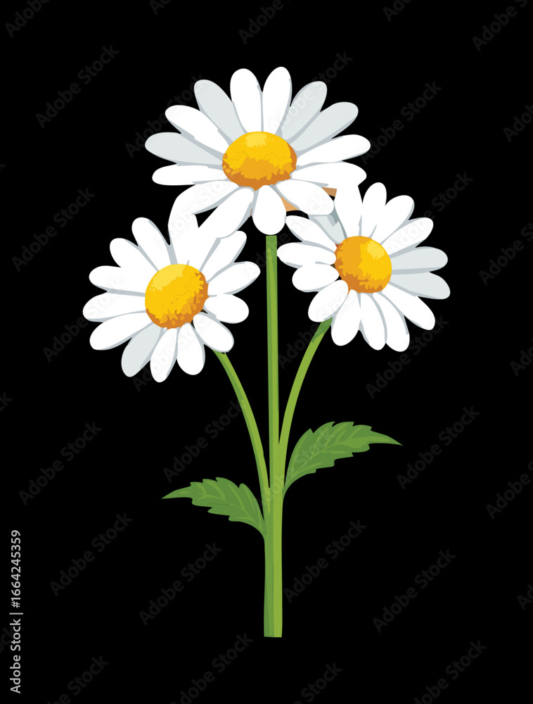 Fototapeta premium A beautiful graphic design of three white daisies with strong visual contrast