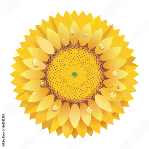 Highly detailed sunflower illustration showing intricate geometric patterns radiating from its central seed core	