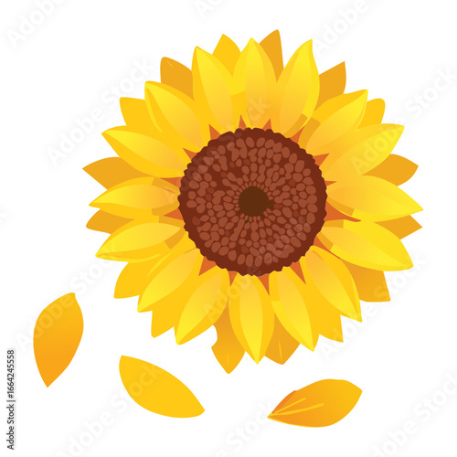 Stunning realistic close-up of a sunflower head with a few loose petals floating against a white background	