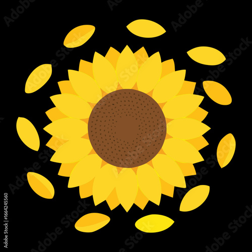 Vibrant overhead view of a sunflower head with bright yellow petals scattered around a dark background	