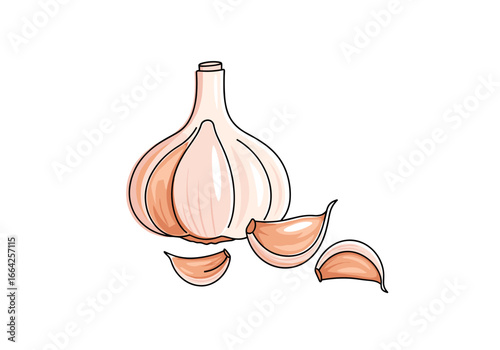 A whole bulb of garlic with three cloves peeled and scattered around on a white background with a slight artistic watercolor effect