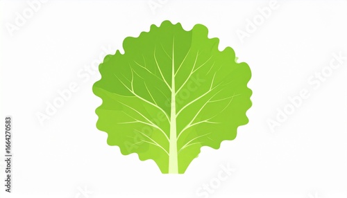 Single Lettuce Leaf from Top View