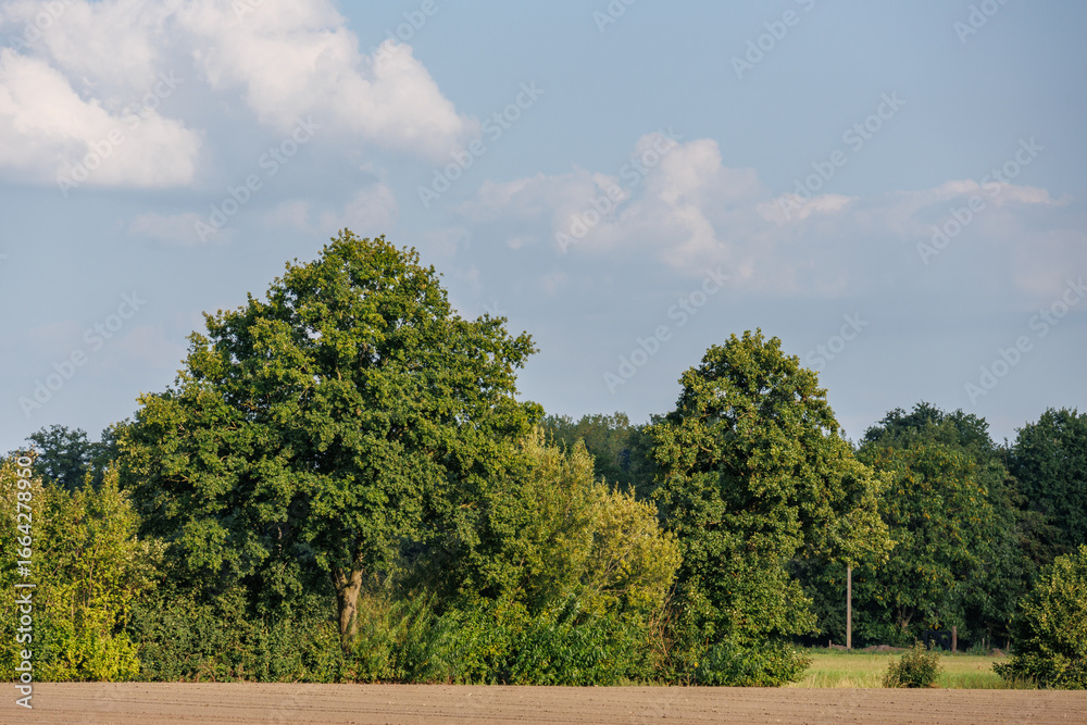 Obraz premium Spätsommer im Münsterland