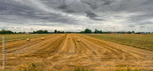 Golden summer agricultural field and haystacks. Harvesting cereal plants
