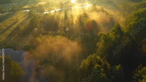 morning mist in the forest