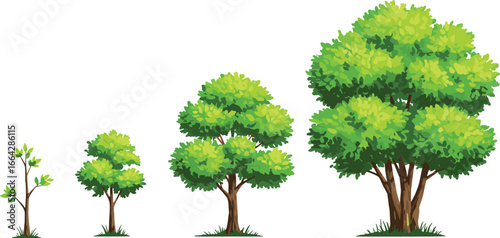 Growth stages of green tree from seedling to mature plant, isolated on white background, nature, environment, development, ecology concept