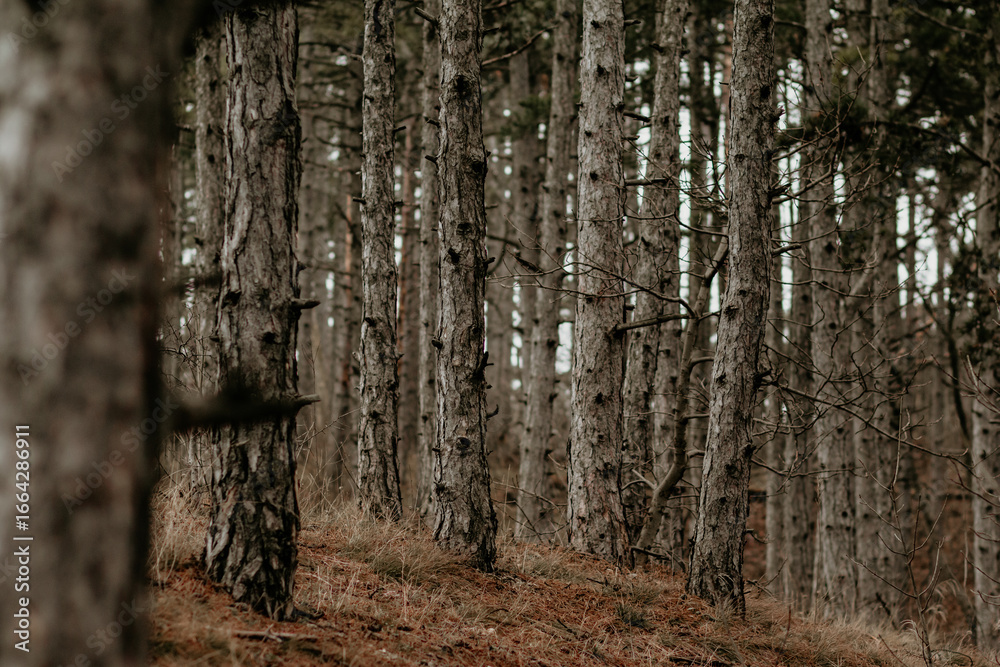 Obraz premium Dense Pine Forest Landscape with Tall Trees and Natural Woodland Atmosphere