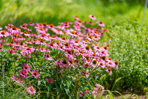 Landscape photo of pink Echinacea flowers in full bloom in early summer