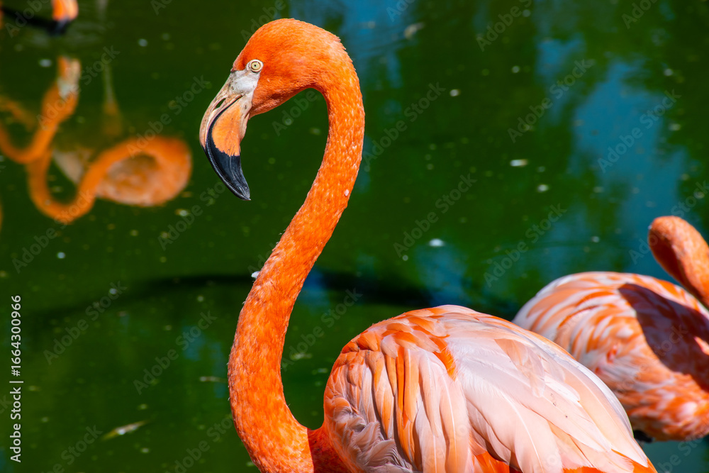 Obraz premium Flamingo