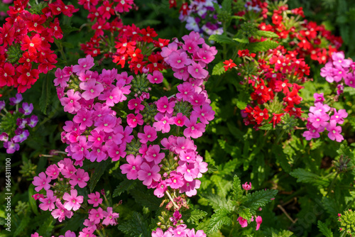 Wallpaper Mural Close-up photo of pink Verbena hybrida flowers blooming in spring. Torontodigital.ca