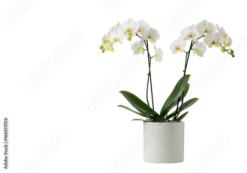 Wallpaper Mural White orchids in a pot isolated PNG with Transparent Background Torontodigital.ca
