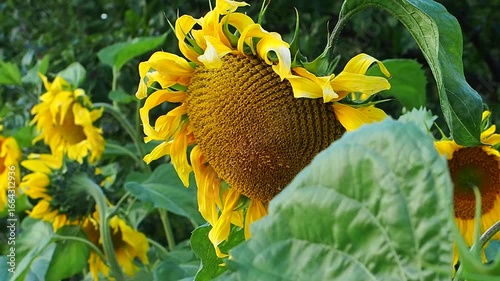 bright sunflower flower close up