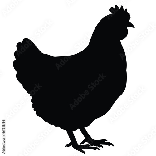 Black chicken silhouette standing white bird