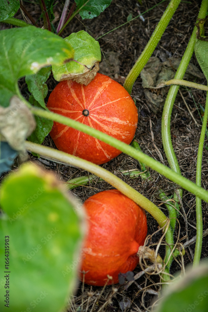 Obraz premium Hokkaidokürbisse im Gartenbeet kurz vor der Ernte