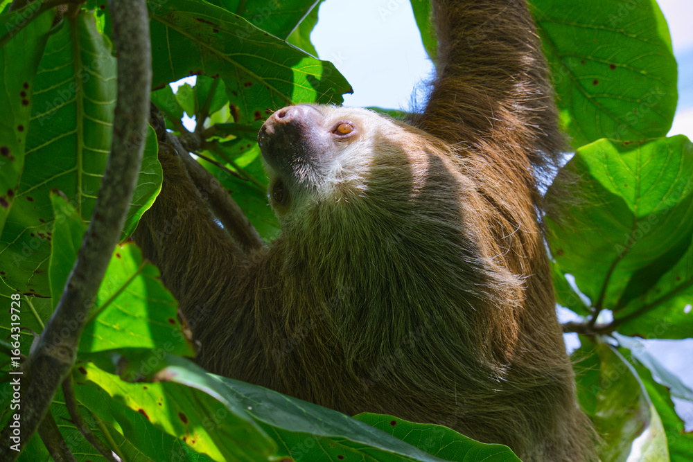 Naklejka premium A closeup of a three-fingered sloth resting on a tree branch in the Costa Rican jungle next to the Caribean coastline