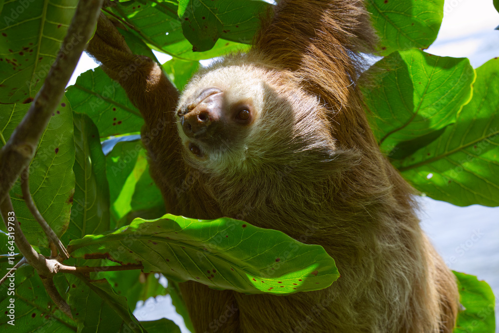 Naklejka premium A closeup of a three-fingered sloth resting on a tree branch in the Costa Rican jungle next to the Caribean coastline